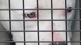 Close up of a pitbull behind a cage