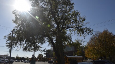Sunshine through a tree in a parking lot filled with trees and buses