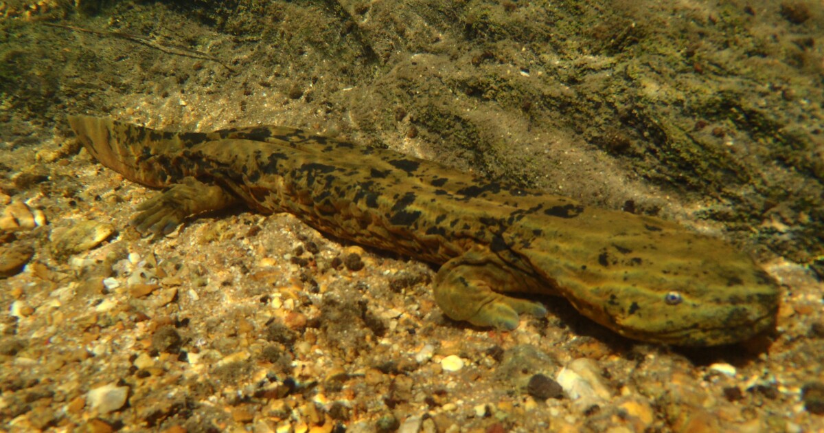 Endangered Hellbender Salamander Inspires Song Stlpr