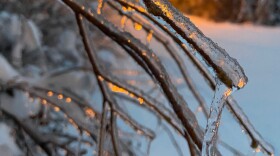 Ice coats a tree branch