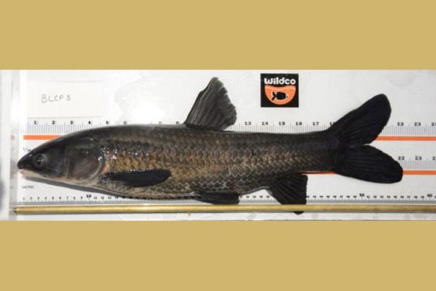 The black carp was deliberately brought to the states during the 1970s as means of pest control for aquatic snails in fish ponds. The population quickly grew out of control.