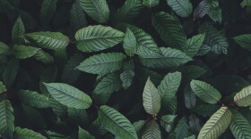 Kratom leaves.