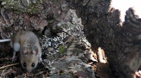 Creatures like mice are important to healthy forests.