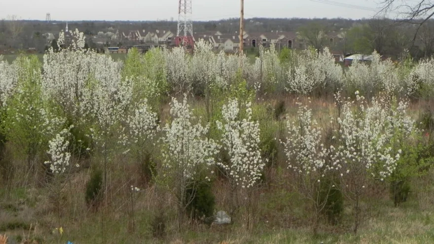 Also known as Bradford pear trees, Callery pear trees’ white flowers in spring (shown) give a visual attractiveness to these non-native, invasive trees. However, the trees pose numerous problems for landowners and wildlife.