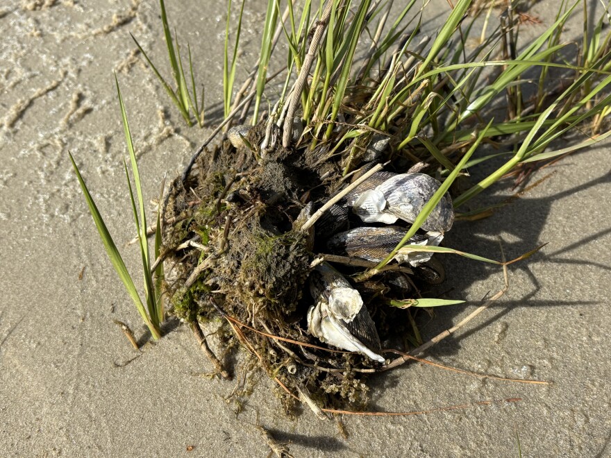 Mussels grow along a shoreline in Lynnhaven Bay in April 2026.
