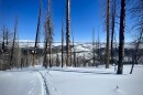 Dead trees on a snowy hillside with a blue sky. 