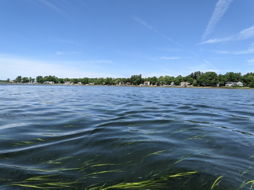 Strands of bright green eelgrass float below the surface of the blue waters of the Great Bay