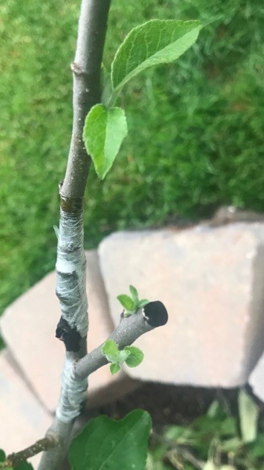 apple graft