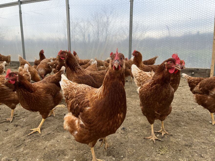 farming farm agriculture nature food grow gardening country chickens.jpg