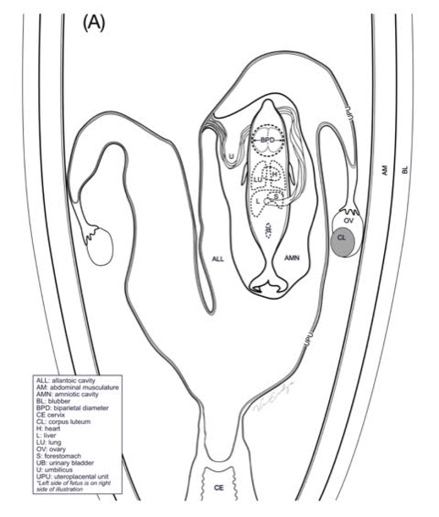 illustration of pregnant dolphin