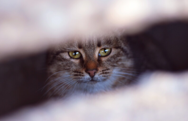 A gray cat with green eyes peers at the camera.