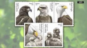 The eagle has long symbolized American values.