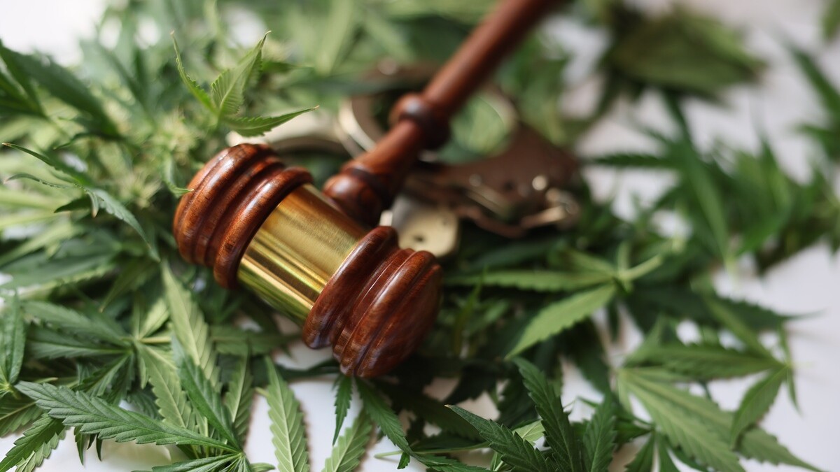 Tallahassee police have seized more than 50 pounds of marijuana