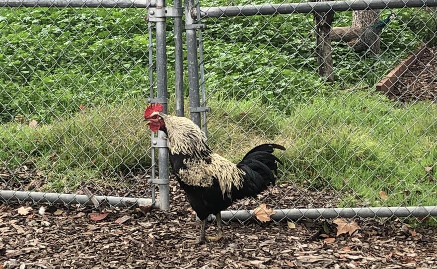 Image 1: Miki and Jon in brightly colored jackets posed with their bikes, produce boxes strapped and ready to go. Image 2: Cream and black toned rooster standing near a metal fence. Image 3: Hand-painted wooden Veggielution directional sign. 