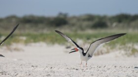 Black skimmer — Lido Beach, N.Y.