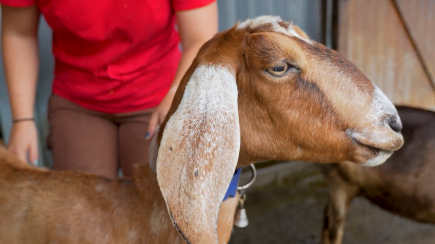 West Place Animal Sanctuary rescues injured and abused farm animals.