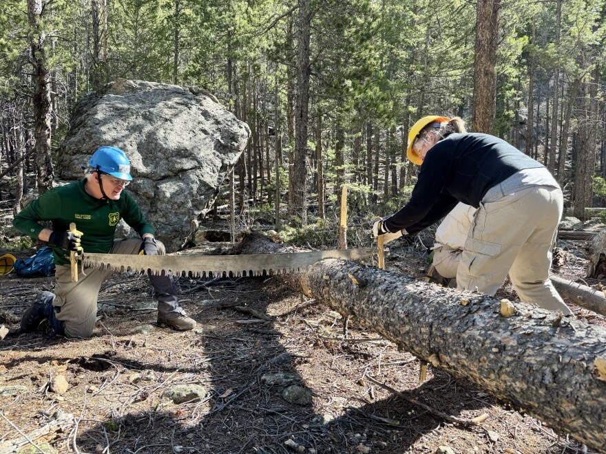 Volunteers cut a log with a crosscut saw