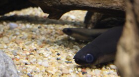 A female eel lies at the bottom of a tank at the Toronto Zoo.