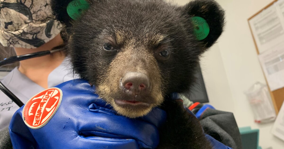 Wildlife Center of Virginia to care for patient #100,000