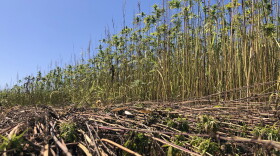 The number of hemp acres are expected to increase significantly in 2020.