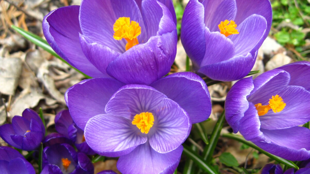 Цветы многолетники Коркус. Крокус или Шафран. Шафран садовый цветок