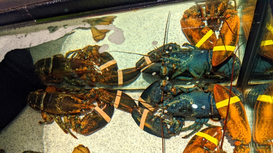A rare blue American lobster in the tank of a Red Lobster restaurant in Cuyahoga Falls, Ohio, last week.