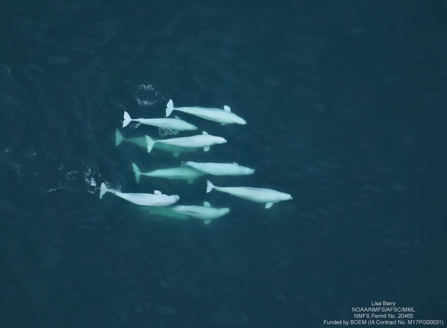 A pod of belugas.