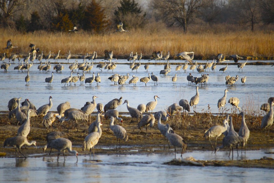 Sandhill Cranes returning to the Platte River at the end of a day of foraging