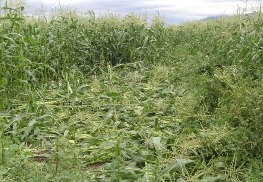 A corn field in the Mission Valley damaged by bears.