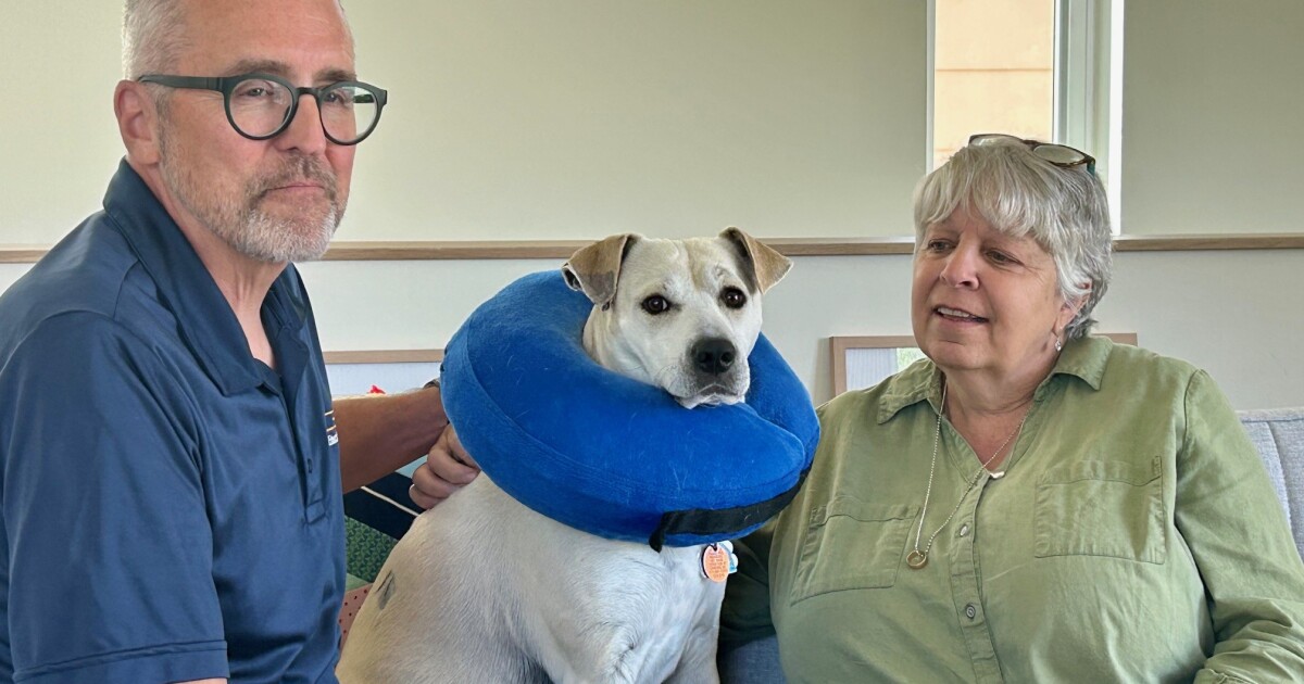 Dog attacks continue as Kansas City officials decide who should run ...