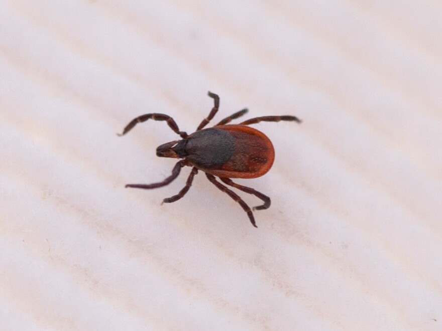 Blacklegged ticks — also called deer ticks — are tiny. This adult female is about the size of a sesame seed.