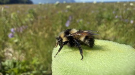 Bumblebee researchers were in Unalaska this summer trying to identify which species of bumblebees exist on the island by examining physical characteristics, including stripe patterns, hind-leg pollen baskets and the length of their cheeks.