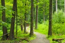 The beginning of Fern Winder Trail in Rothrock State Forest on July 18.