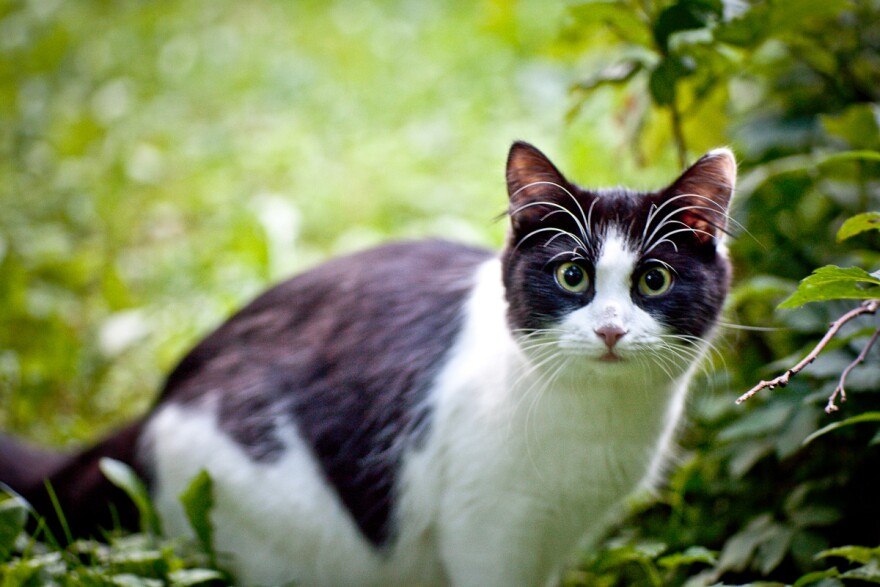 Temperature is actually not the main factor in what makes a cat shed.