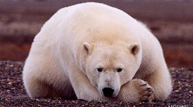Photo Courtesy of U.S. Department of Fish and Game