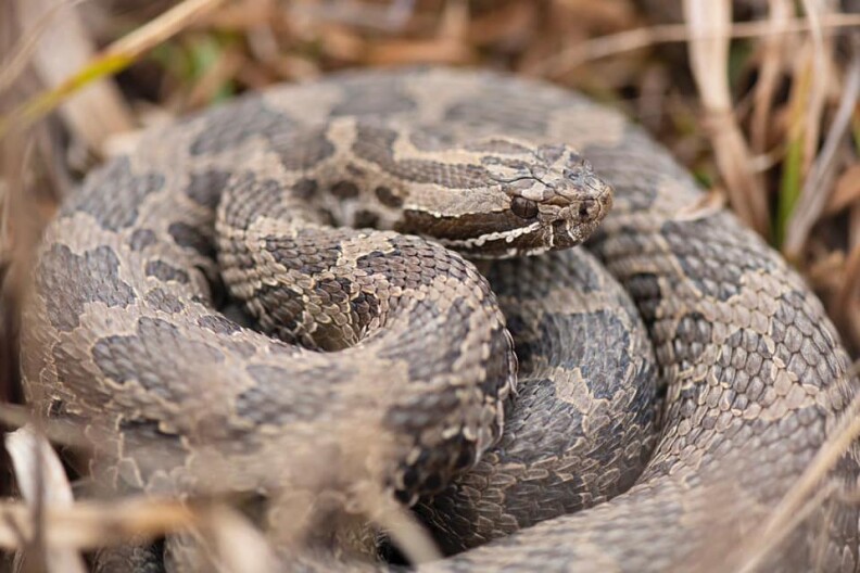 An Eastern massasauga rattlesnake basking in a wetland.