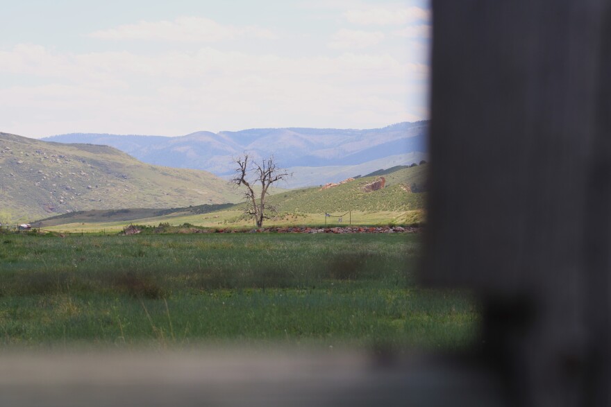 A dead tree stands in a field of grass with mountains in the background