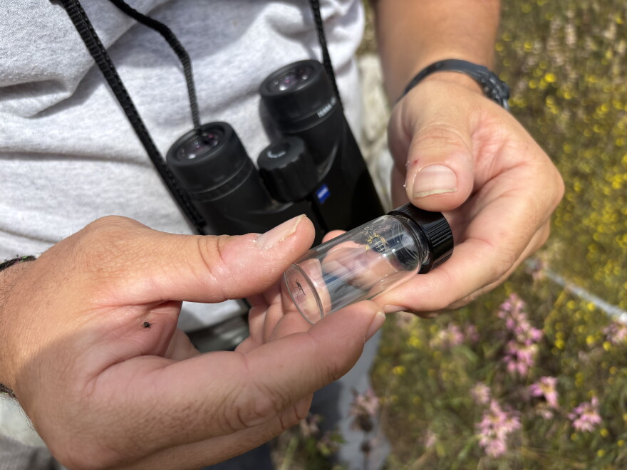 State zoologist Ellison Orcutt holds a rare bee of the species Andrena fulvipennis collected in Isle of Wight County on Sept. 28, 2026.