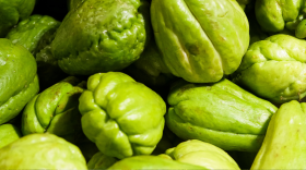 A collection of picked chayote