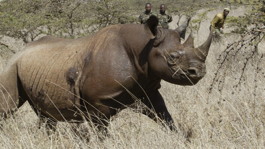 Eight critically endangered black rhinos died following an attempt to move them from Kenya's capital, Nairobi, to a national park hundreds of kilometers away.