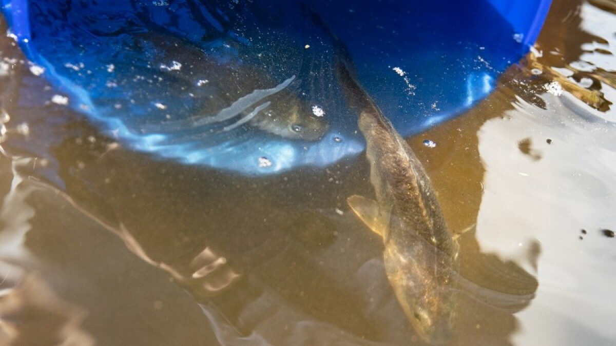 Redfish grown at Mote Marine's inland aquaculture farm being released inshore - Vimarsana News