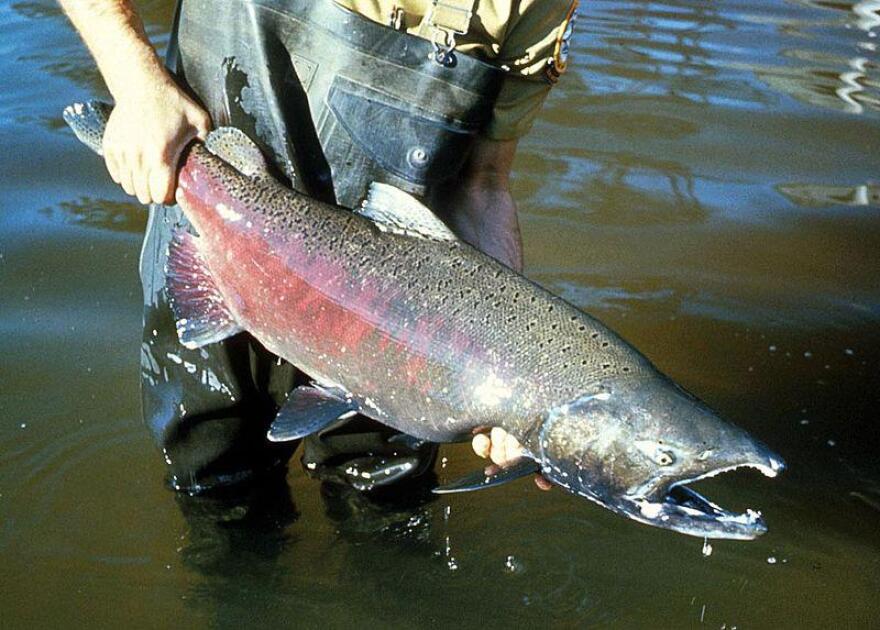 Older king salmon are shrinking along the West Coast