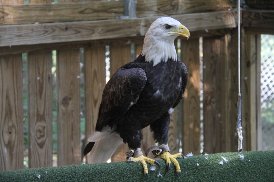 Buddy and other raptors at the Wildlife Center of Virginia are at risk of death if they contract bird flu.