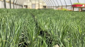 This May 18, 2022 image shows tiny ponderosa pine seedlings at a greenhouse in Santa Fe, N.M. Tens of thousands of the seedlings and an invaluable seed bank recently were evacuated from New Mexico State University's Forestry Research Center in the mountain community of Mora as the largest wildfire burning in the U.S. approached the facility. (AP Photo/Susan Montoya Bryan)