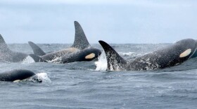 Members of Puget Sound's south resident orca population. CREDIT: NOAA