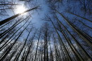 FILE - Cypress trees grow in Heron Pond in the Shawnee National Forest near Belknap, Ill., April 9, 2013.