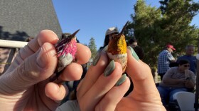 Two people hold hummingbirds snugly between their fingers. 