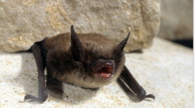 Little Brown Bat