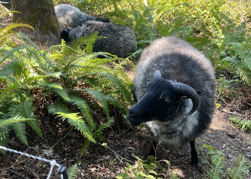 A sheep grazes at the Cascades Raptor Center.