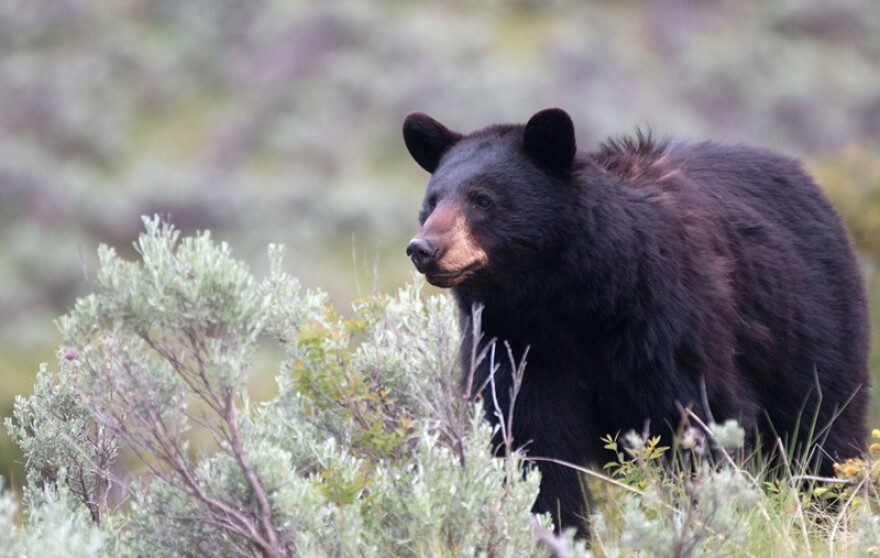 Female American Black Bear (Ursus americanus)  